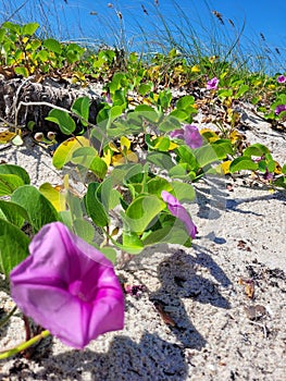 Purple dune flowers National Seashore Titusville Florida photo