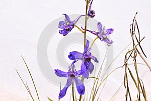 Purple Early Larkspur Wildflowers Delphinium nuttallianum photo