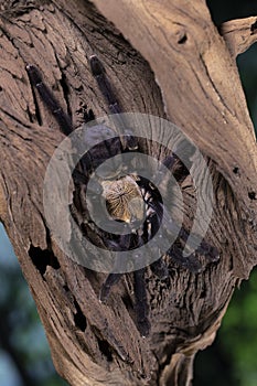 Purple Earth Tiger Tarantula Waiting for Prey