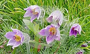 purple Eastern Pasqueflower, American Pasqueflower garden flowers in Spring