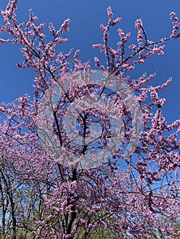 Purple Eastern Redbud Tree and Blue Sky