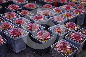 Purple echeveria succulant. A succulent flower shaped like a rose. photo