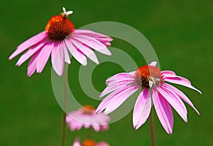 Purple echinacea