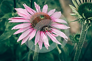 Purple echinacea flower with bee insect