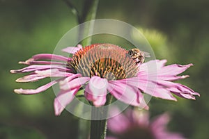 Purple echinacea flower with bee insect