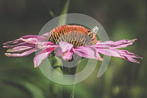 Purple echinacea flower with bee insect