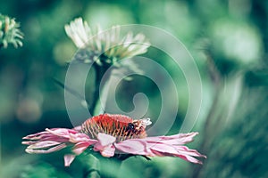 Purple echinacea flower with bee insect