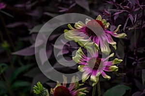 purple echinacea flower on a dark day