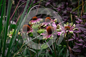 purple echinacea flower on a dark day