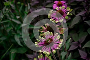 purple echinacea flower on a dark day