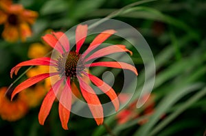 purple echinacea flower on a dark day