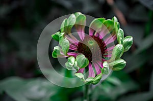 purple echinacea flower on a dark day