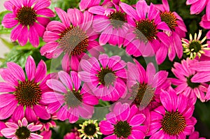 Purple echinacea flowers