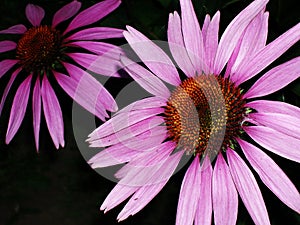 Purple Echinacea Flowers (Purple Cone Flowers)