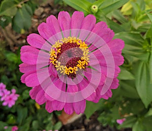 Purple Echinacea purpurea blossom with yellow stamens showed photo