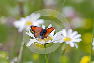 Purple-edged Copper butterfly Lycaena hippothoe on chamomile flower.