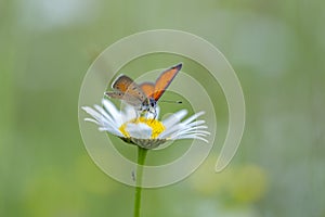 Purple-edged Copper butterfly Lycaena hippothoe on chamomile flower.