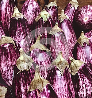 Purple eggplant