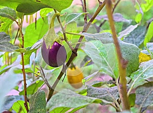 Purple Eggplant - Aubergine - Brinjal - Plant with Green Leaves in Kitchen Garden - Solanum Melongena - Organic Farming