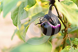 A purple eggplant on a branch in a vegetable garden. Growing natural ecological vegetables