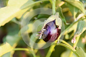 A purple eggplant on a branch in a vegetable garden. Growing natural ecological vegetables