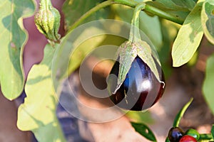 A purple eggplant on a branch in a vegetable garden. Growing natural ecological vegetables