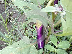 Purple eggplant on an eggplant plant in a garden