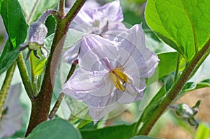 Purple eggplant flower close-up