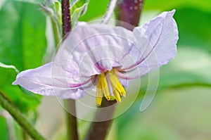 Purple eggplant flower close-up