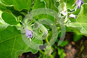 Purple eggplant flowers on plant growing in organic garden