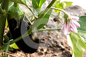 Purple eggplant growing on the bush in a garden bed close-up. Home vegetable garden