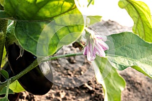 Purple eggplant growing on the bush in a garden bed close-up. Home vegetable garden. Organic food without GMOs. The