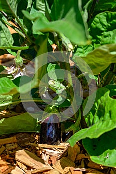 Purple eggplant growing in a kitchen garden, healthy summer vegetable