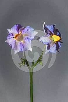 Purple Eggplant Solanum melongena flower