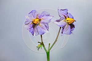 Purple Eggplant Solanum melongena flower