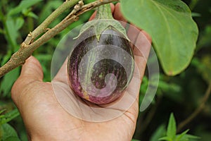 Purple eggplant on a tree in garden,eggplant in asia