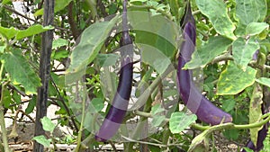 Purple eggplant in vegetable garden