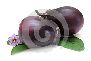 Purple Eggplants