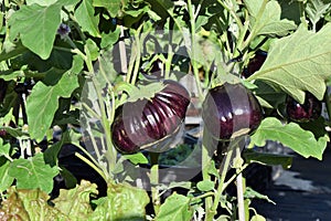 Purple eggplants on the plants