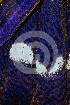 Purple Emperor, Apatura iris butterfly wing pattern