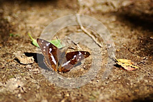 Purple emperor butterfly