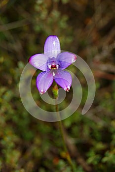 Purple enamel orchid (Elythranthera brunonis) 2