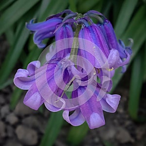 Lilac endymion under a macro lens