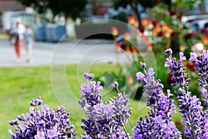 Purple English Lavender macro and garden with blurred street background