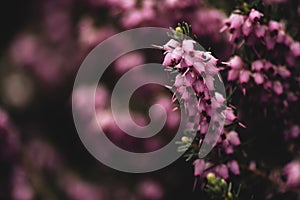 Purple Erica. Close-up and bokeh. Background