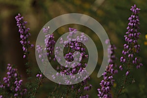 Purple Ericacea flowers blooming in summerin Pontevedra photo