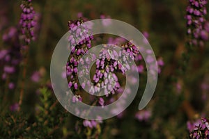 Purple Ericacea flowers blooming in summerin Pontevedra photo
