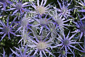 Purple eryngium or sea holly in full bloom