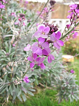 Purple Erysimum Flower