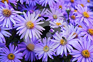 Purple European Michaelmas daisies